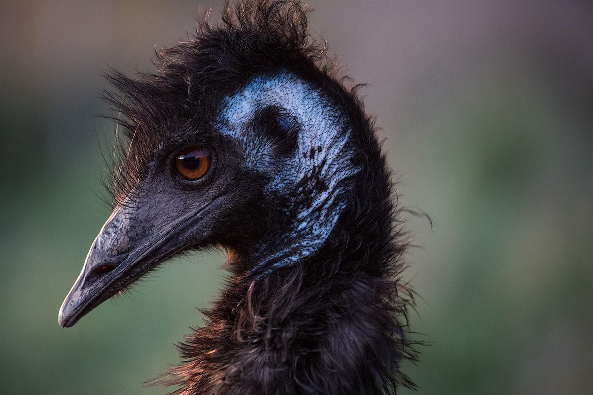 Emu