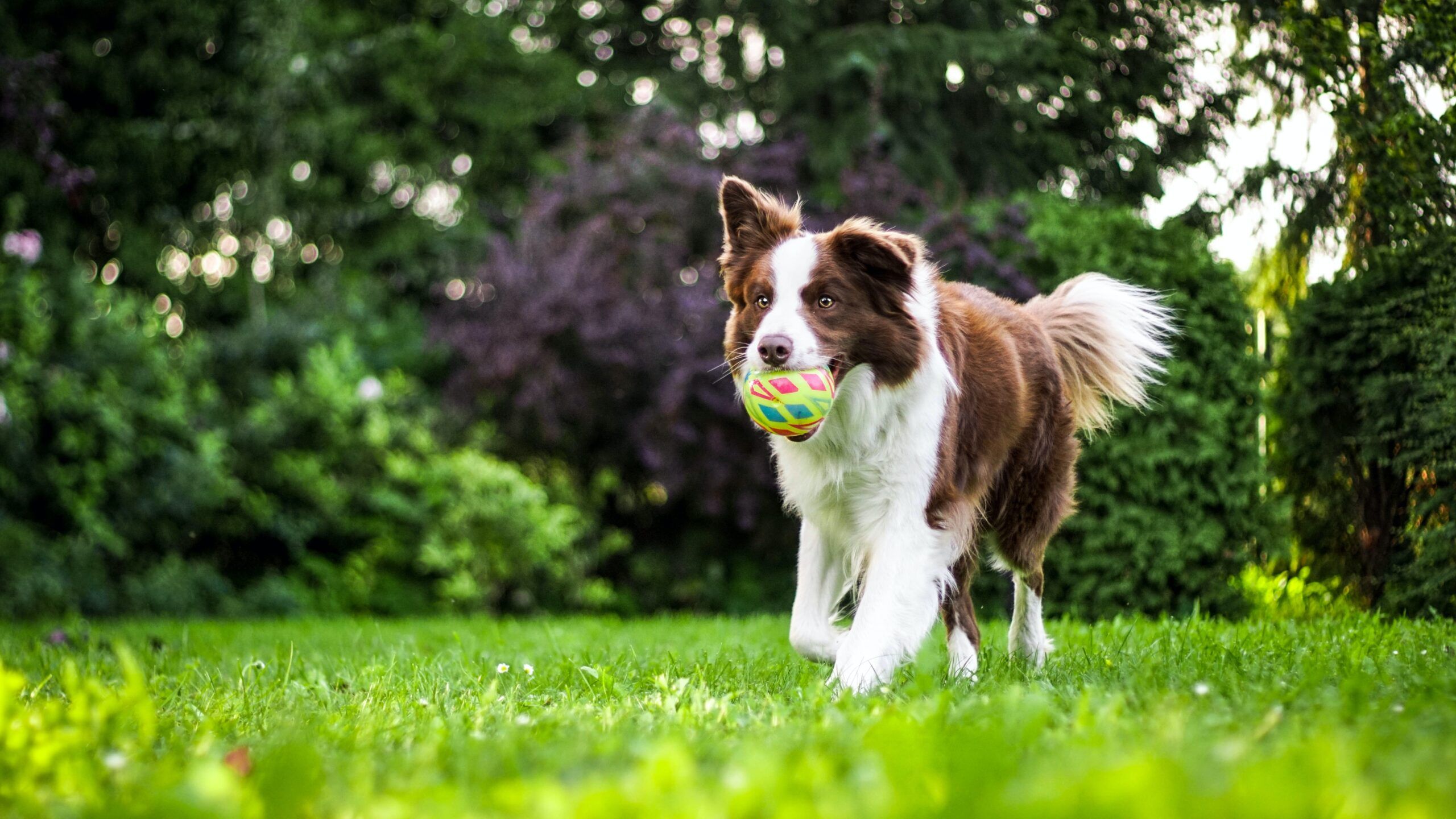 when-should-i-give-my-dog-a-multivitamin-dr-pol-america-s