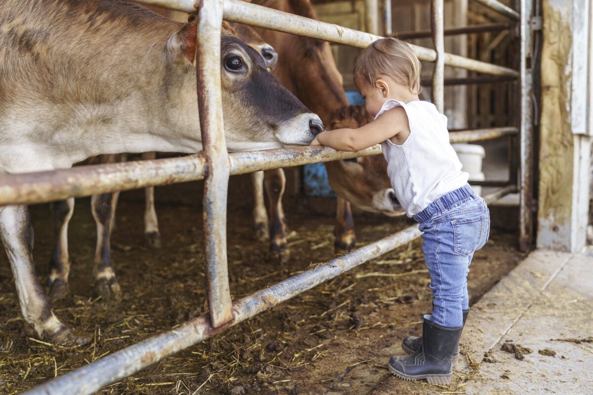 Toddler girl greeting friendly cows on dairy farm