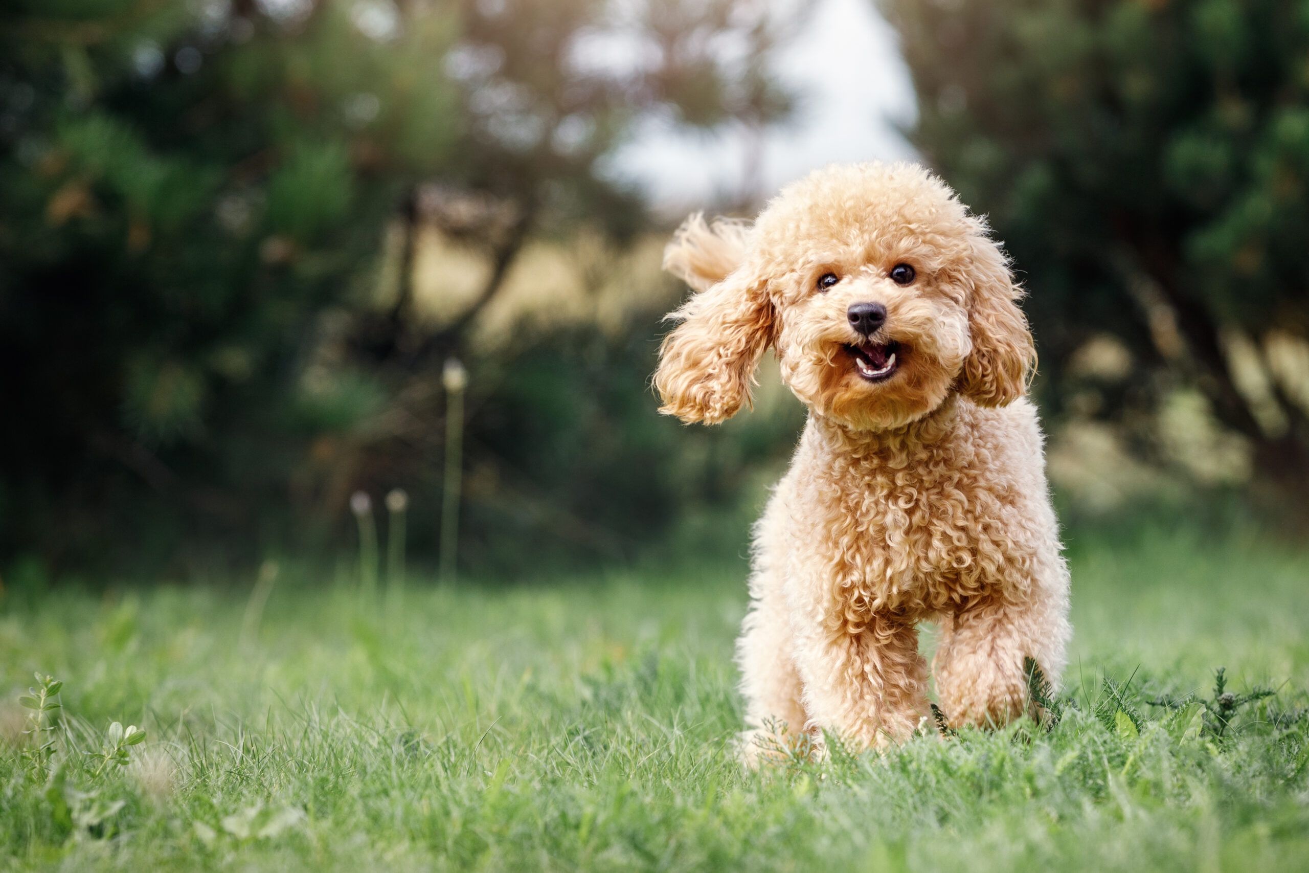 happy puppu