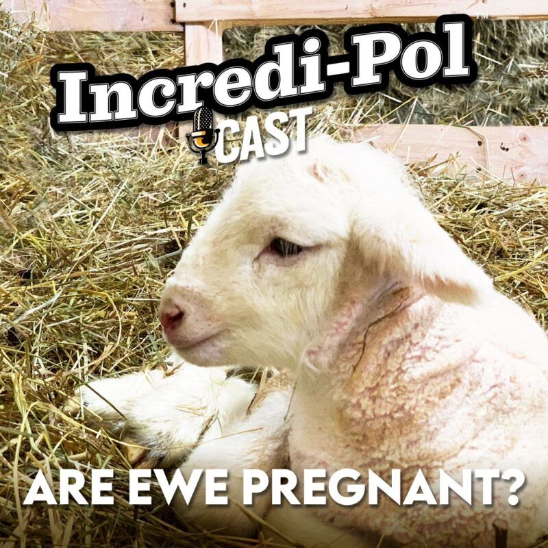 incredi-pol cast are ewe pregnant?