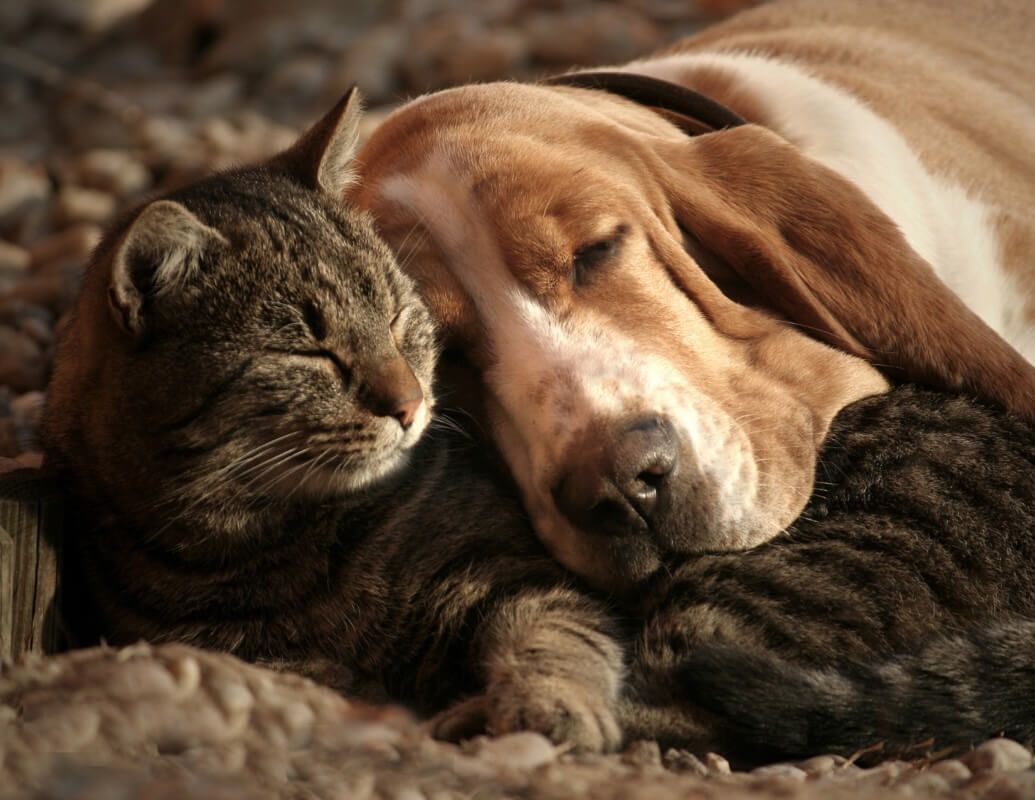 dog and cat