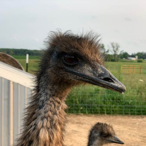 Dr. Pol-Emu