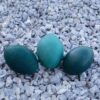 Emu Eggs