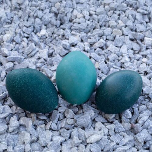 Emu Eggs