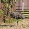 Dr. Pol-Emu