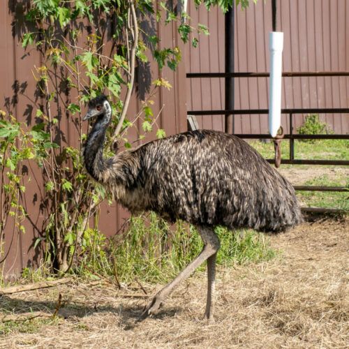 Dr. Pol-Emu