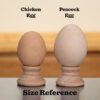 Egg comparison between chicken egg and peafowl egg