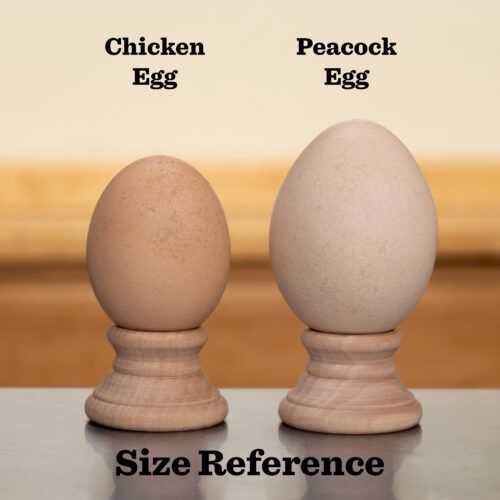 Egg comparison between chicken egg and peafowl egg