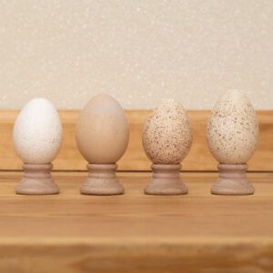 Pol Farm Turkey Eggs